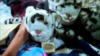 4th Signature Snow Leopard!