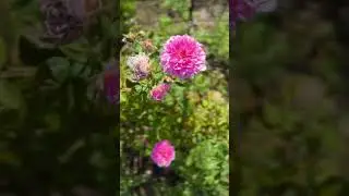 Irrigating My Texas Rose Garden
