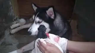 Siberian husky giving birth to puppies painful | painful birth of dog | amazing siberian husky