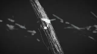 Scorched Earth  // Ephemeral Data Streams