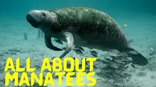 All About Manatees