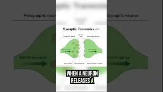 Neurons and neurotransmitters. #shorts