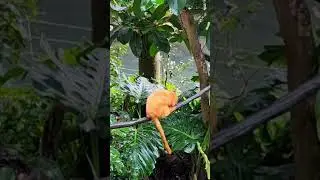 #shortvideo
