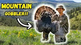 MOUNTAIN TURKEYS from a MILE away!!! (Public Land Hunting!)