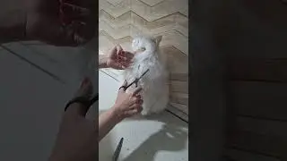 cut cat 🐈  is grooming at home