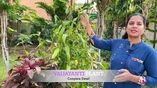 Vaijayanti Seeds | Grow Pearl at Home | Plant Care & Benefits