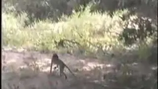 Vervet Monkeys at play