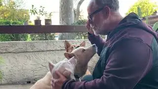 The best and worst things about owning a Jindo! (Andy)