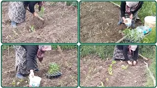 🌱🏡 Abundance in Başköy Village! We are planting vegetable seedlings in the ready-made garden.
