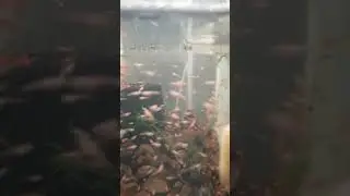 Мальки данио месяц