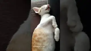 Completely knocked out: Oriental kitten after winter holidays🤪 