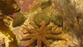 starfish vs scallop