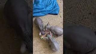 Первое прикорм котят,  мясом. #babykitten #katze #katzen #katzenbaby #sphynx #don