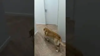 Дени всегда выручит😁