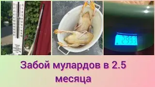 Забой мулардов в 2,5 месяца.