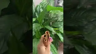Кассия или корица?!😉