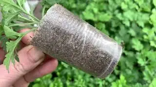 Mini review of chrysanthemum cuttings. How to feed chrysanthemum cuttings?