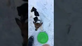 Гуляем с Собаками