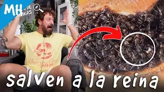 El adiós del hormiguero de yeso | La hormiga reina lucha por sobrevivir