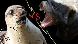 Honey badger vs snakes, lion and jackals