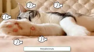 Adorable cat like to sleep with me