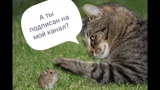Кошки проверяют подписку...