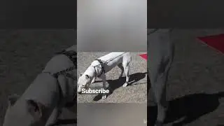 Dogo Argentino vs German shepherd 