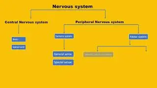 Nervous system classification || CNS and PNS || human anatomy ||