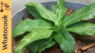 My Culantro Plant aka Shado Beni Plant 🌱🌱 | Chadon Beni plant