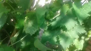 9 августа 2019 г.