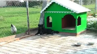 Коттедж для Собакина и будка для хозяина