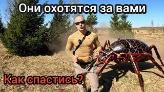 Tick Invasion in Russia. How to Protect Yourself?