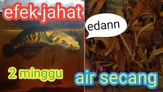 Manfaat Kayu Secang Untuk Treatment Channa Maru