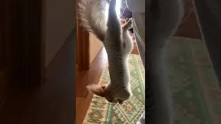 Каждому Свое Удобно☝️😎 