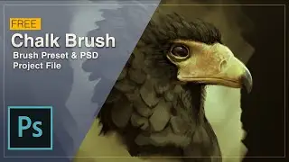 Eagle Photo Study Time-lapse