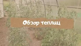 Обзор теплиц. Как растут огурцы и помидоры в теплице.