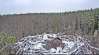 Kalakotkas::Pandion haliaetus - Snowfall in May 2020-05-12