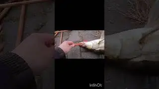 ПЕРВЫЙ СУДАК С БЕРЕГА НА ДЖИГ. САРАТОВ АПРЕЛЬ 2024.