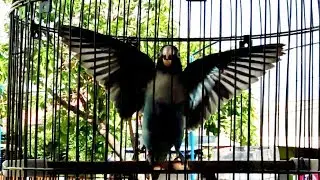 masteran lovebird memanggil lawan