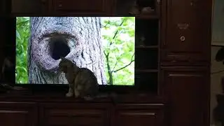 Котик и белки