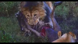 Real Lions of the African Savanna
