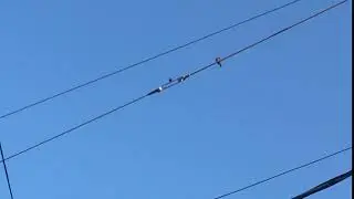 Birbs conversing