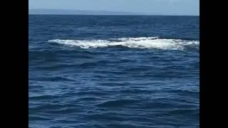 Доминикана 🏝Горбатые киты 🐋январь 2017