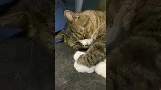 Кот Вася спит, а я решил докопаться, но не по злому