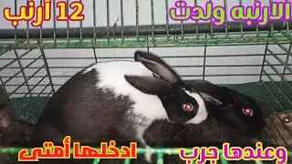 الارنبه ولدت عدد كبير وجالها جرب وضعفت القحها امتى