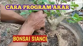 CARA PROGRAM AKAR BAHAN BONSAI SIANCI