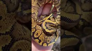 The Power of RedStripe #redstripe #ballpythonmorph #fealysclutch #newshorts #snake