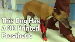 This Dog Has a 3D Printed Prosthetic Leg