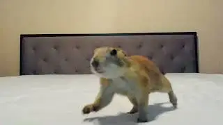 Baby Prairie Dog On Crack (jump jump)