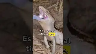 #Lagarto